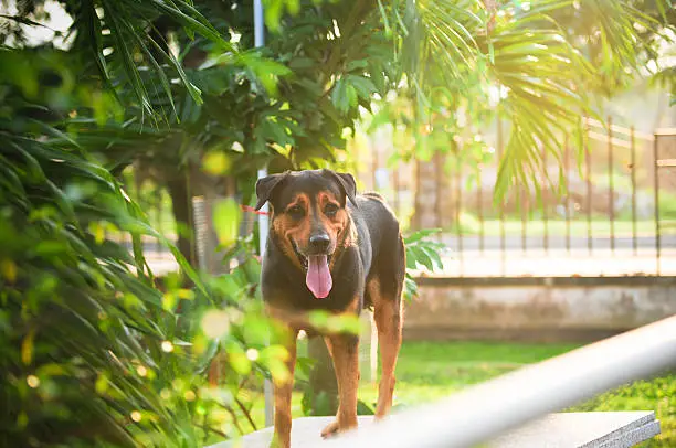 Photo of Rottweiler dog on green grass. Outdoor shoot