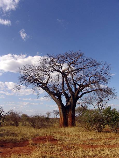 istock kenia bread tree monkey landscape safari wild elephant III 187357195