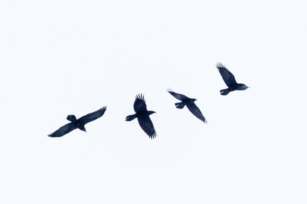 istock The flight of a raven in the sky 1873572976