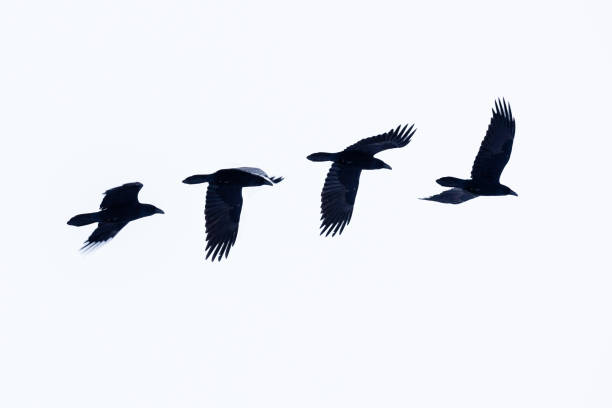 istock Phases of the raven's flight 1873572983