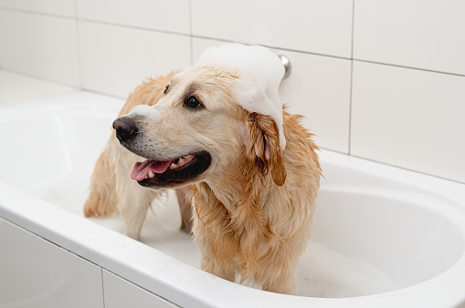 Portrait of cute wet dog in bathroom with yellow rubber duck on his head, foam on his ears, soap bubbles. Grooming, pet hygiene. Bathing babies in bathtub with toys. Ad soap, shampoo care for animal