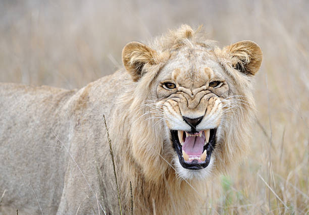 젊은 숫나사 lion 베어링 그릐 이 스톡 사진