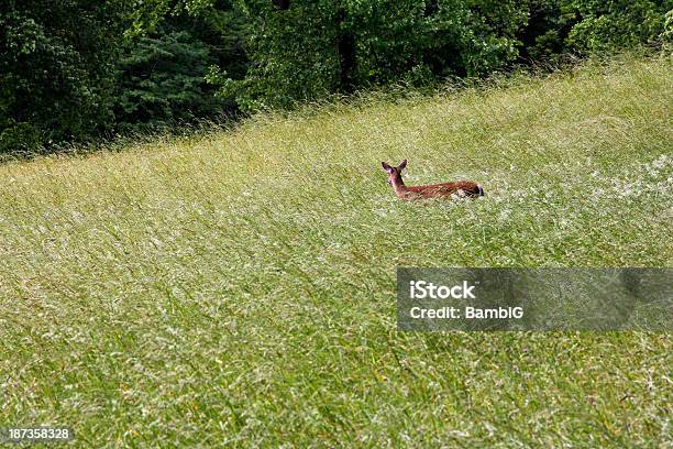 Whitetail Deer Foto de stock y más banco de imágenes de Aire libre - Aire libre, Aislado, Animal