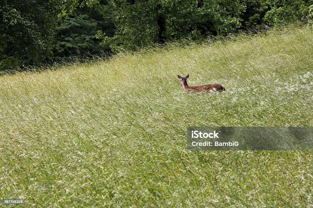 Cervo Whitetail - Foto stock royalty-free di Ambientazione esterna