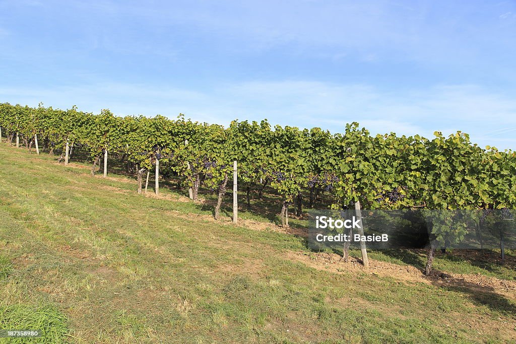 Azul uvas en el Viñedo - Foto de stock de Agricultura libre de derechos