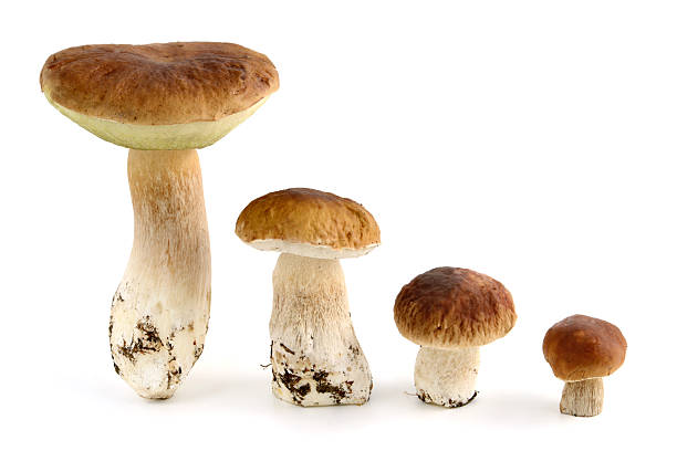istock Steinpilz (boletus edulis) - porcini mushroom 187359088