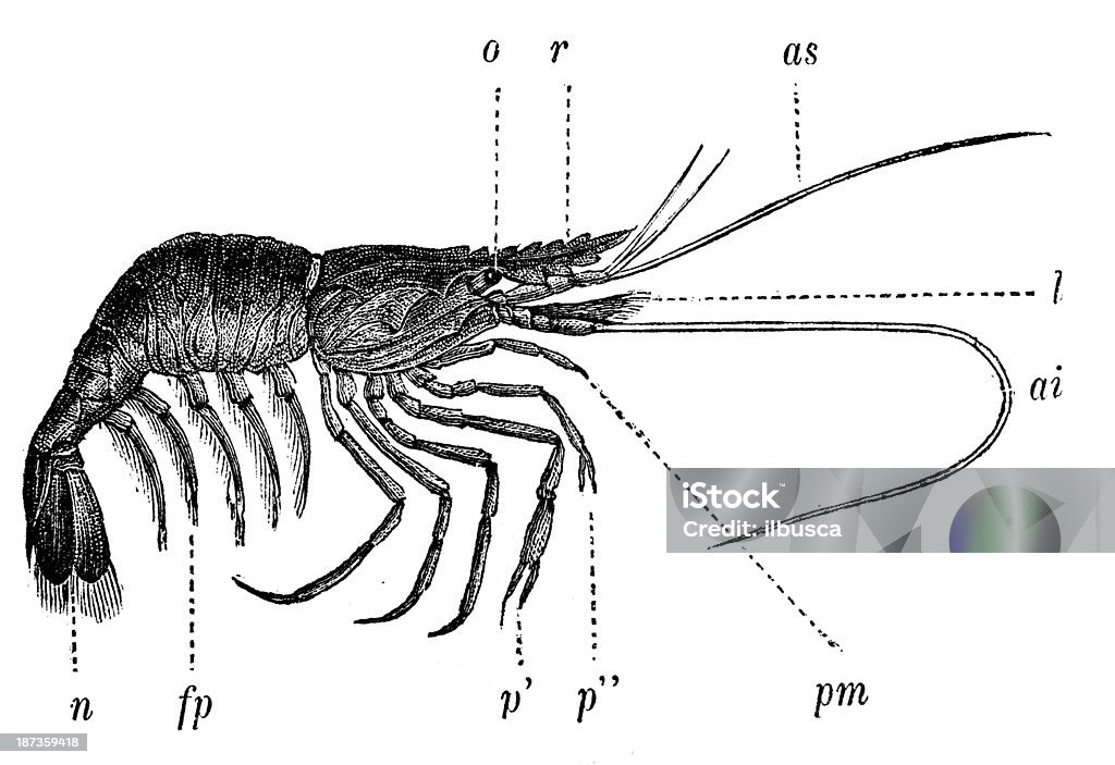 アンティークのイラスト Palemone エビ（Palaemonetes antennarius ) - イラストレーションのロイヤリティフリーストックイラストレーション