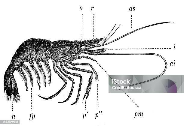 アンティークのイラスト Palemone エビpalaemonetes Antennarius - イラストレーションのベクターアート素材や画像を多数ご用意 - イラストレーション, テナガエビ, 19世紀風