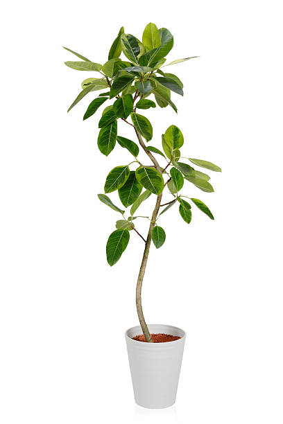 house plantーficus altissima variegata - hohe stock-fotos und bilder