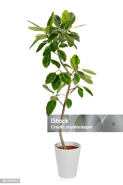 하우스 Plantーficus Altissima Variegata 실내용 화초에 대한 스톡 사진 및 기타 이미지 - 실내용 화초, 식물, 키 큰