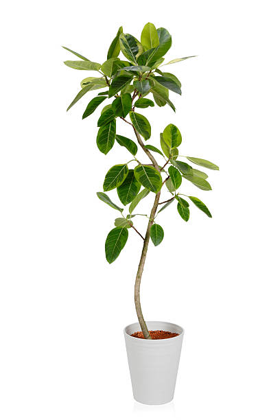 House PlantーFicus high Variegata House Plantー altissima /with clipping path potted plant stock pictures, royalty-free photos & images