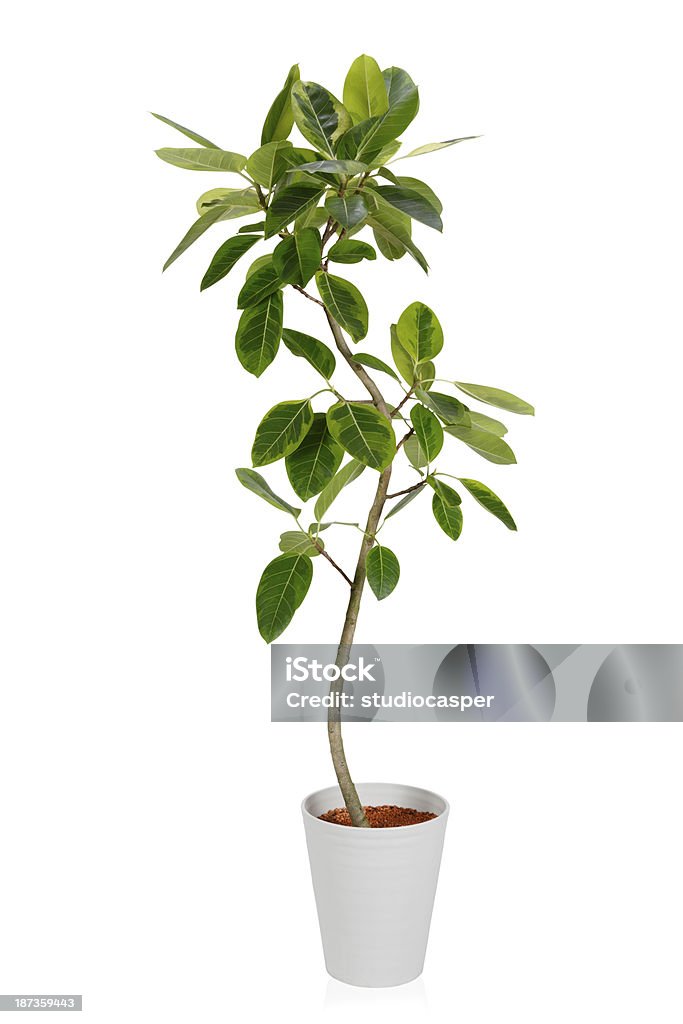 Casa PlantーFicus altissima Variegata - Royalty-free Planta de casa Foto de stock