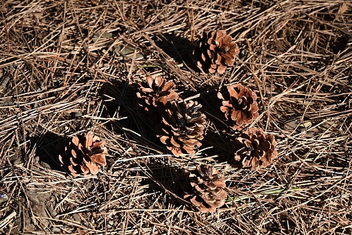 The pine cones. This is a collection of scale-like particles (seed scales). It is also used for decoration.