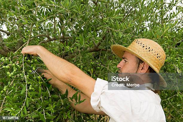 Uomo Prelievo Olive - Fotografie stock e altre immagini di Adulto - Adulto, Agricoltore, Agricoltura