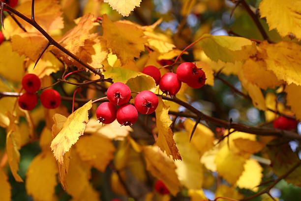 Crab apple - malus baccata, color of the fall