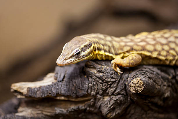 Spiny-tailed monitor, Stachelschwanzwaran, Varanus (Odatria) acanthurus - also known as ridge-tailed monitor or Ackies dwarf monitor