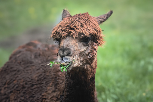 A Huacaya Alpaca are chewing grass for lunch