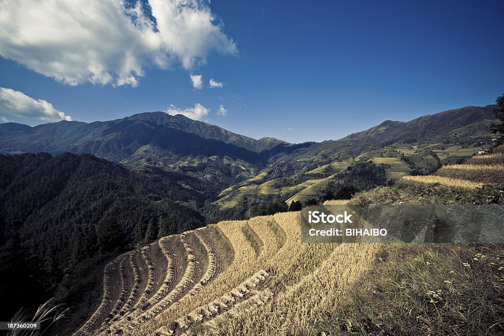 Longji Terraced Fields Longji Terraced Fields in Longsheng,Guilin,China Agricultural Field Stock Photo