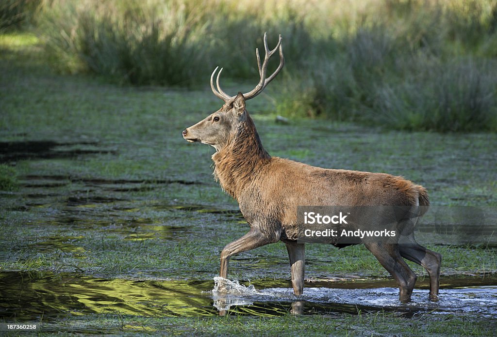 Hirschgeweih zu Fuß In Wasser - Lizenzfrei Abenddämmerung Stock-Foto