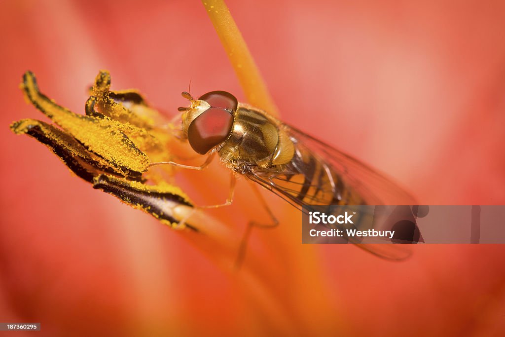 Insecte sur Fleur - Photo de Couleur vive libre de droits