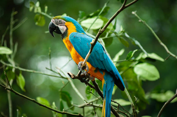 istock a scarlet macaw bird 1873605186