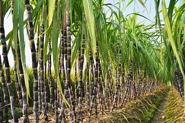 Sugar Cane Plantation stock photo