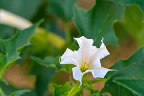 Datura stramonium, known by the common names thorn apple, jimsonweed jimson weed , devil's snare, or devil's trumpet, is a poisonous flowering plant of the nightshade family Solanaceae. It is a species belonging to the Datura genus and Daturae tribe. Its stock photo