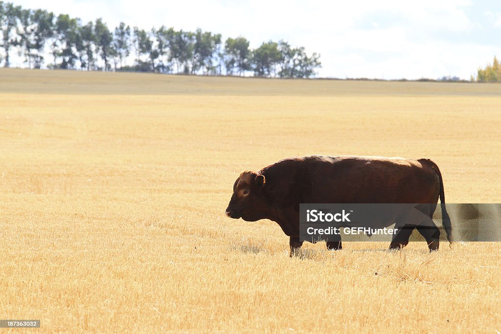 Bull - Photo de Alberta libre de droits