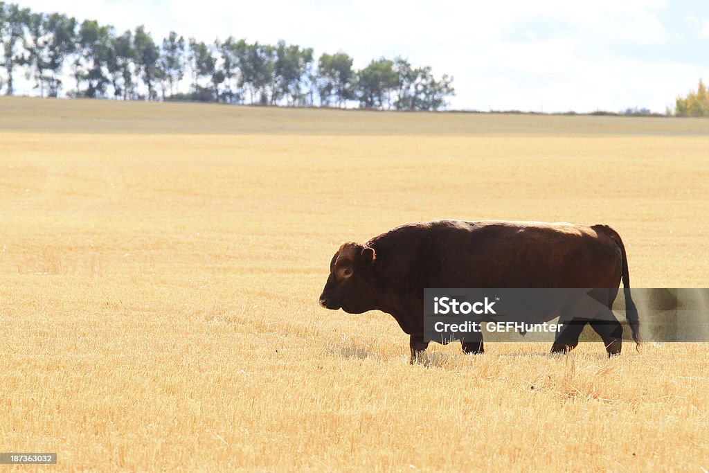 Bull - Royalty-free Alberta Foto de stock