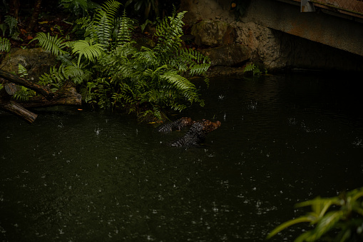 Portrait of the two Caimans over dark background on a rainy day from Ecuador, dark key image with copy space for text