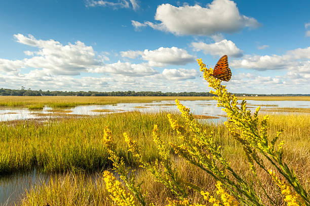 Fluttering Marsh Butterfly Goldenrod blooms on the edge of a salt marsh on St. Simons Island, GA.  A Gulf Frittilary butterfly flitters around the blooms saint simons island photos stock pictures, royalty-free photos & images