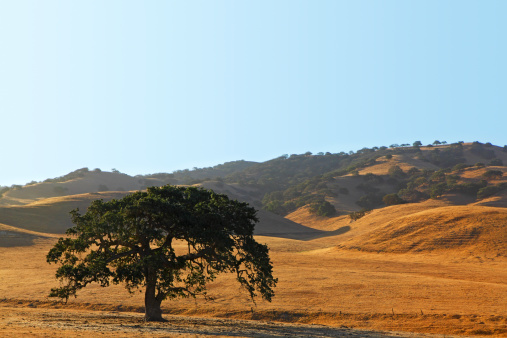 A coastal live oak tree in the foothills of California's Central Valley.