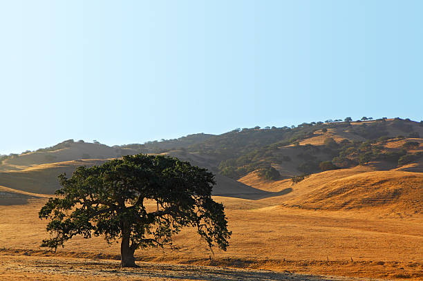 Coastal Live Oak Tree A coastal live oak tree in the foothills of California's Central Valley. live oak stock pictures, royalty-free photos & images