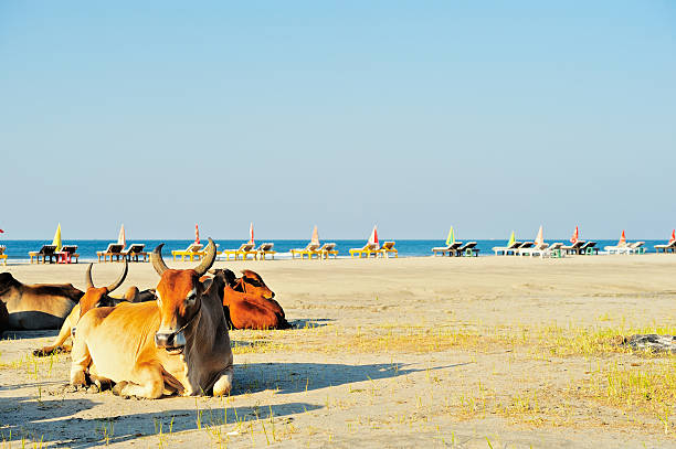 istock Relax in the beach Goa 187364356