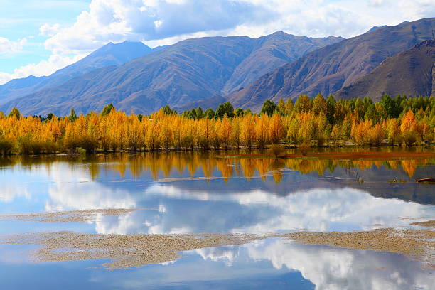 istock Populus trees near the lake 187365966
