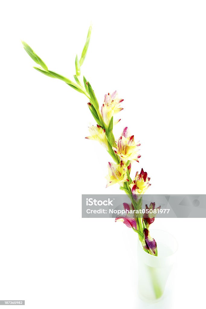 Branch der gelb-roten Gladiole auf weißem Hintergrund. - Lizenzfrei Bildhintergrund Stock-Foto
