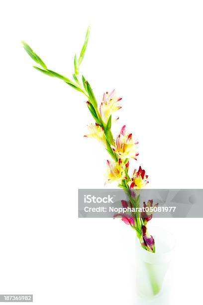 Branch Der Gelbroten Gladiole Auf Weißem Hintergrund Stockfoto und mehr Bilder von Bildhintergrund