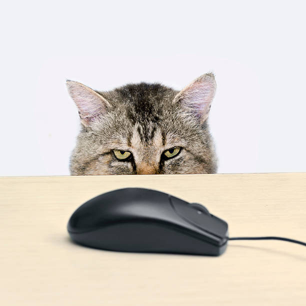 Cat Using Computer Mouse 1,700+ Cat Computer Mouse Stock Photos, Pictures & Royalty-Free Images ...