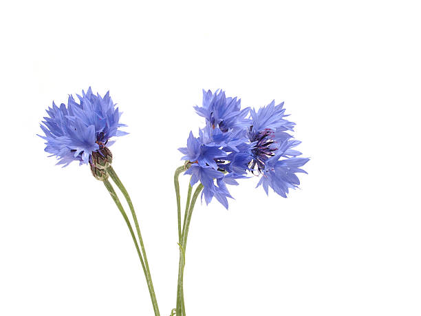 istock bouquet of cornflowers isolated on white background 187366725