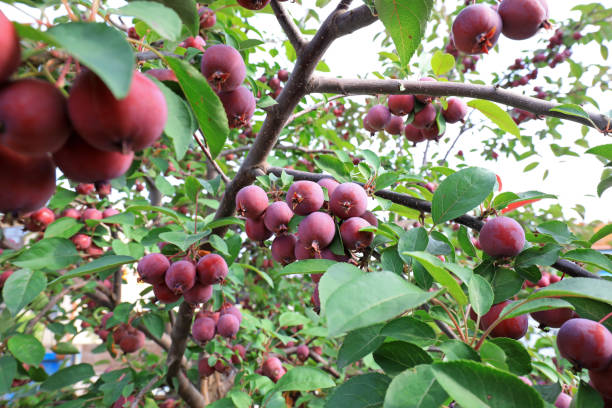 istock The crabapple tree is full of fruit, North China 1873681030