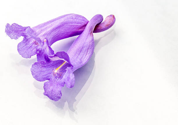 Jacaranda blossom
