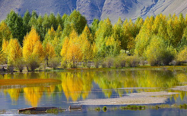 istock Populus trees near the lake 187369434