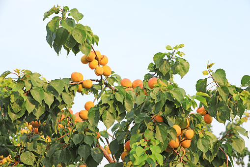 mature apricots on branches in an orchard