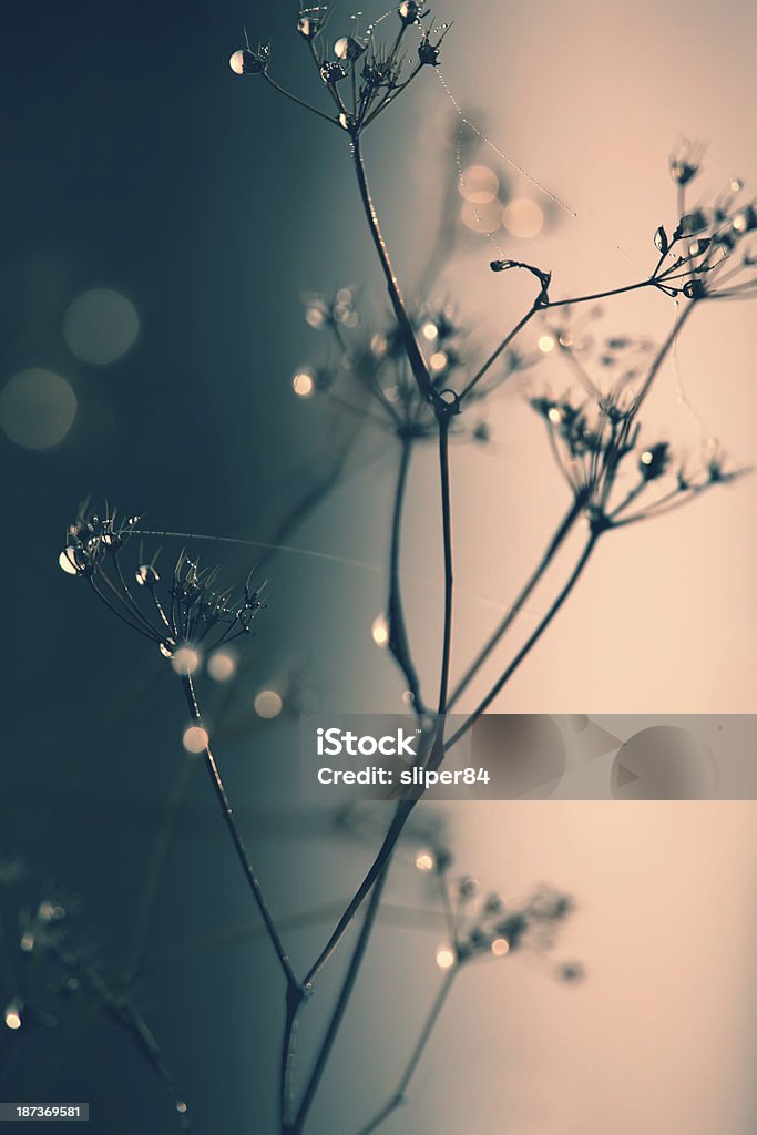 soft focused drops abstract soft focused warm water drop close-up in nature Dandelion Stock Photo