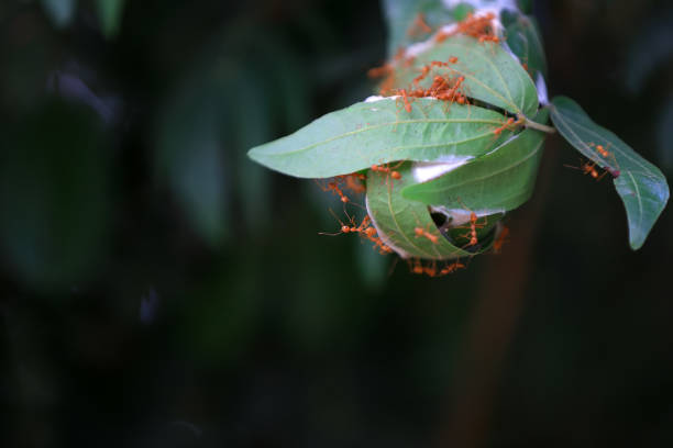 Red forest ant making nest from leaves, Sanya, South China
