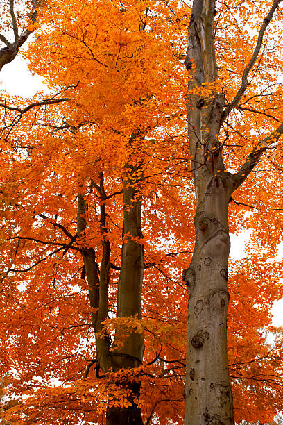 istock autumn tree orange scenery in park 187370932