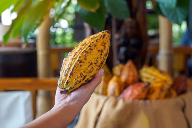 Cocoa, Cacao, Chocolate Nut Tree. Fruit shaped like a papaya on the trunk or branches. Gourd-like skin, thick skin, cocoa beans are processed into chocolate. Soft and selective focus.