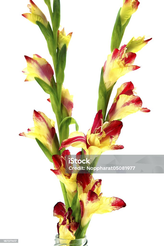 Bündel von Gelb-pink Gladiole auf weißem Hintergrund Nahaufnahme - Lizenzfrei Blatt - Pflanzenbestandteile Stock-Foto