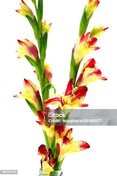 Bündel Von Gelbpink Gladiole Auf Weißem Hintergrund Nahaufnahme Stockfoto und mehr Bilder von Blatt - Pflanzenbestandteile