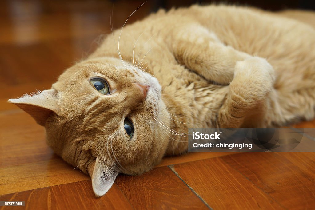 Cute domestic cat Activity Stock Photo